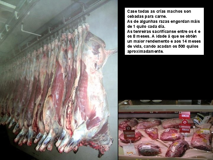 Case todas as crías machos son cebadas para carne. As de algunhas razas engordan