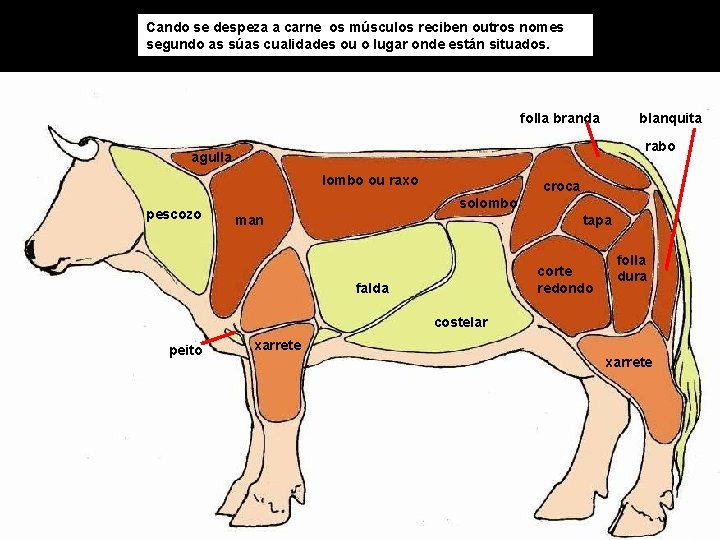 Cando se despeza a carne os músculos reciben outros nomes segundo as súas cualidades