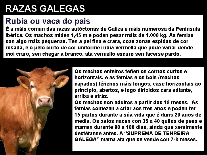 RAZAS GALEGAS Rubia ou vaca do país É a máis común das razas autóctonas