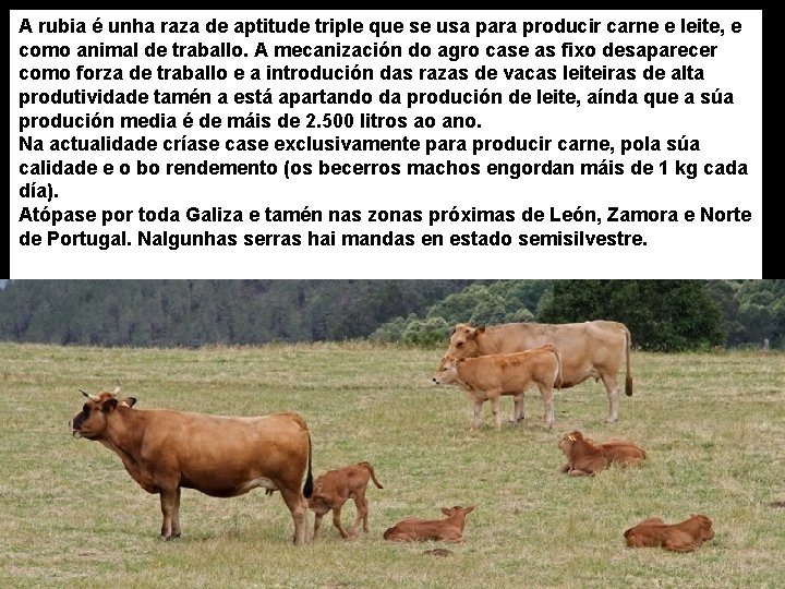 A rubia é unha raza de aptitude triple que se usa para producir carne