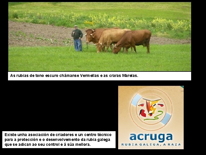 As rubias de tono escuro chámanse Vermellas e as craras Marelas. Existe unha asociación