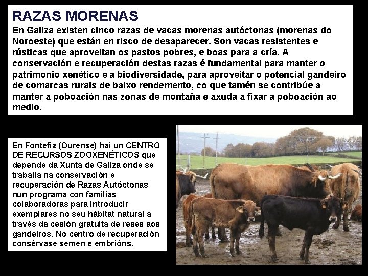 RAZAS MORENAS En Galiza existen cinco razas de vacas morenas autóctonas (morenas do Noroeste)