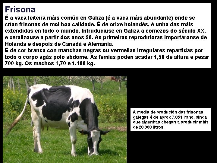 Frisona É a vaca leiteira máis común en Galiza (é a vaca máis abundante)