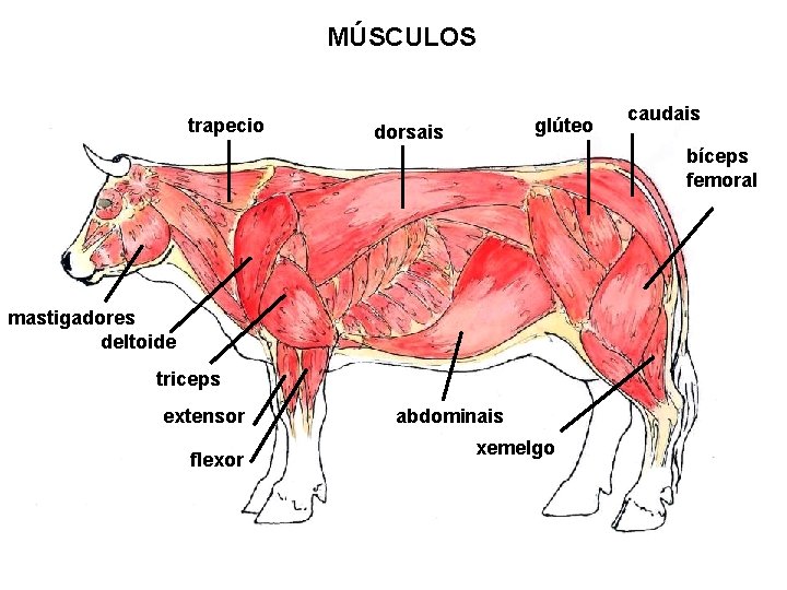 MÚSCULOS trapecio glúteo dorsais caudais bíceps femoral mastigadores deltoide triceps extensor flexor abdominais xemelgo