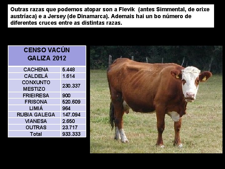 Outras razas que podemos atopar son a Flevik (antes Simmental, de orixe austríaca) e