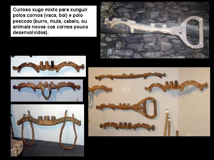 Curioso xugo mixto para xunguir polos cornos (vaca, boi) e polo pescozo (burro, mula,