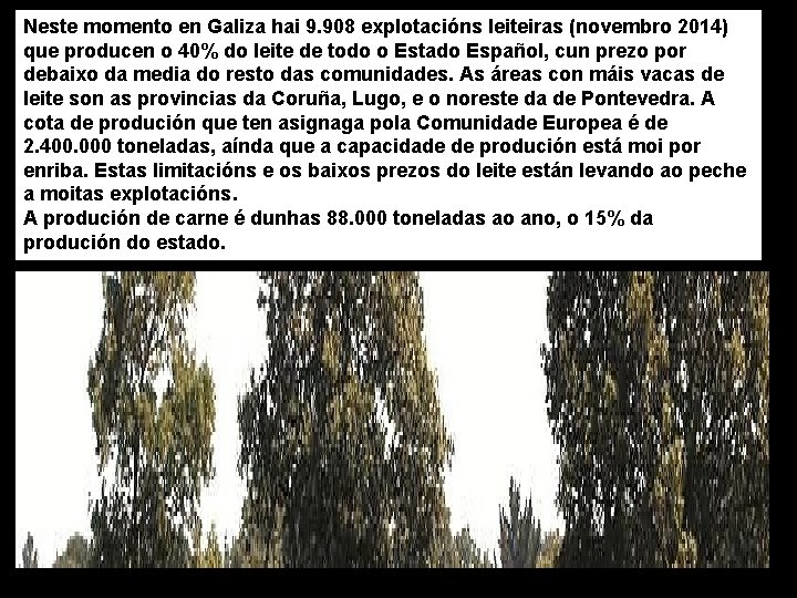Neste momento en Galiza hai 9. 908 explotacións leiteiras (novembro 2014) que producen o