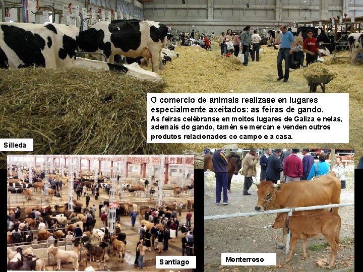 O comercio de animais realízase en lugares especialmente axeitados: as feiras de gando. As