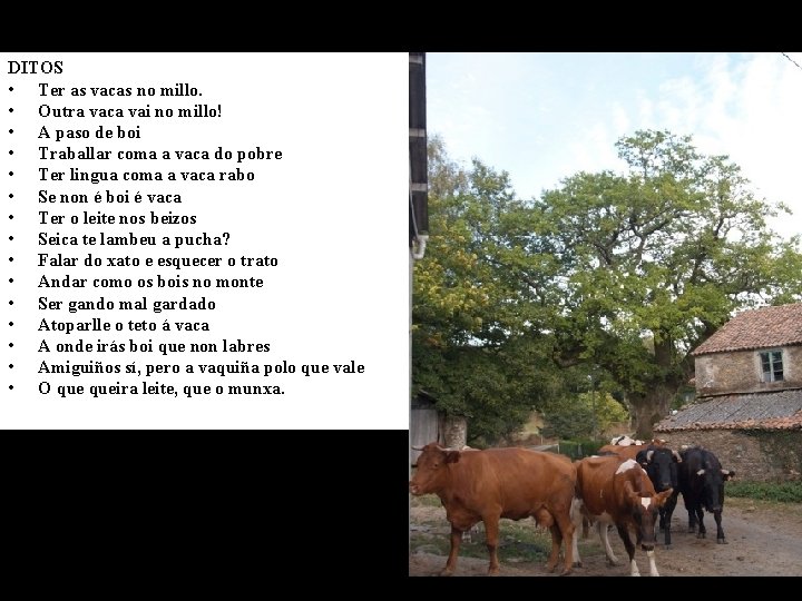 DITOS • Ter as vacas no millo. • Outra vaca vai no millo! •