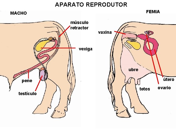 APARATO REPRODUTOR FEMIA MACHO músculo retractor vaxina vexiga ubre útero pene testículo tetos ovario