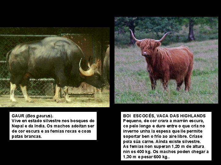 GAUR (Bos gaurus). Vive en estado silvestre nos bosques do Nepal e da India.