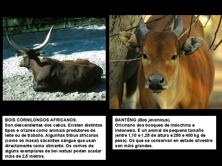 BOIS CORNILONGOS AFRICANOS. Son descendentes dos cebús. Existen distintos tipos e críanse como animais