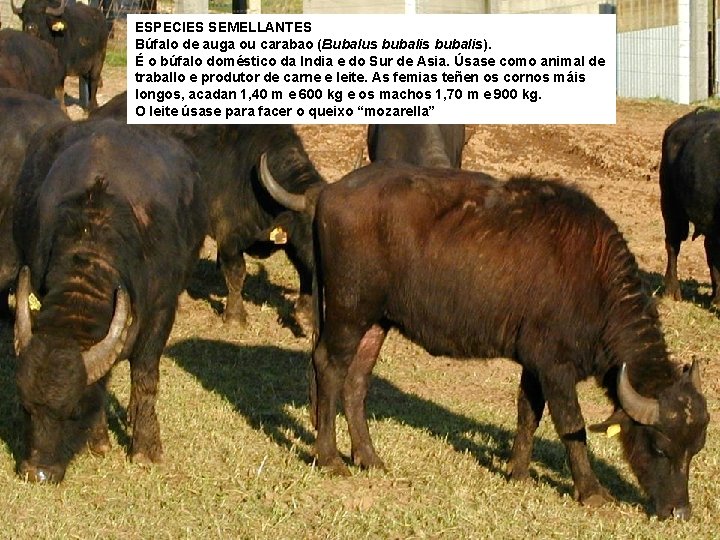 ESPECIES SEMELLANTES Búfalo de auga ou carabao (Bubalus bubalis). É o búfalo doméstico da