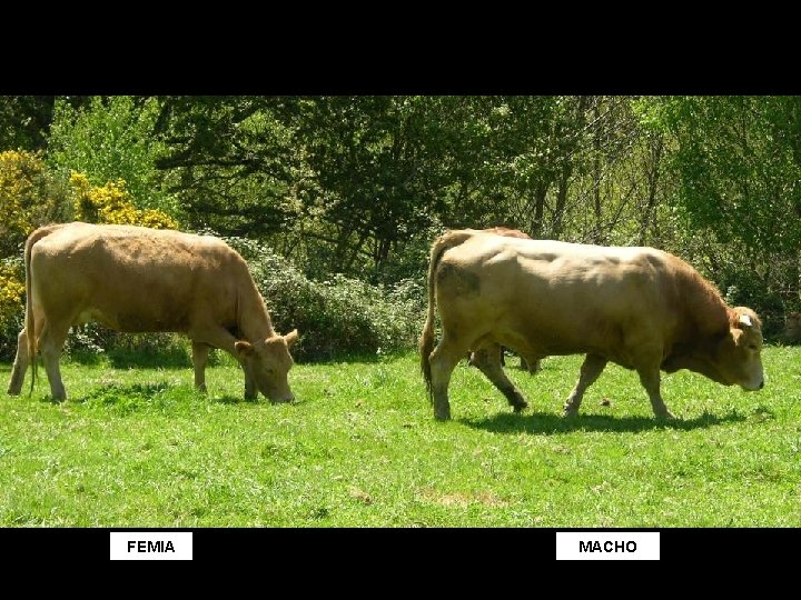 FEMIA MACHO 