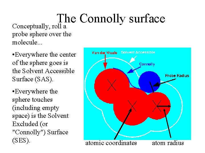 The Connolly surface Conceptually, roll a probe sphere over the molecule. . . •