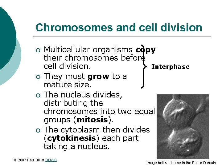 Chromosomes and cell division ¡ ¡ Multicellular organisms copy their chromosomes before cell division.