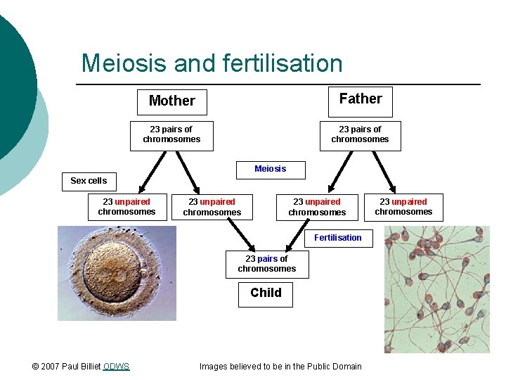 Meiosis and fertilisation Mother Father 23 pairs of chromosomes Meiosis Sex cells 23 unpaired