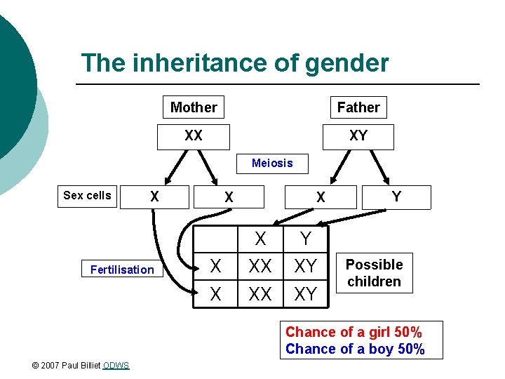 The inheritance of gender Mother Father XX XY Meiosis Sex cells X Fertilisation X