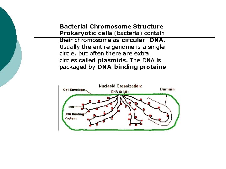 Bacterial Chromosome Structure Prokaryotic cells (bacteria) contain their chromosome as circular DNA. Usually the