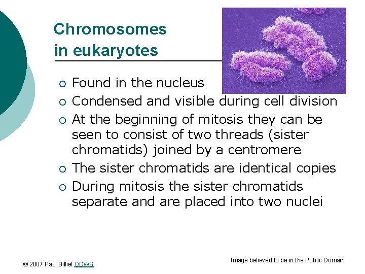 Chromosomes in eukaryotes ¡ ¡ ¡ Found in the nucleus Condensed and visible during