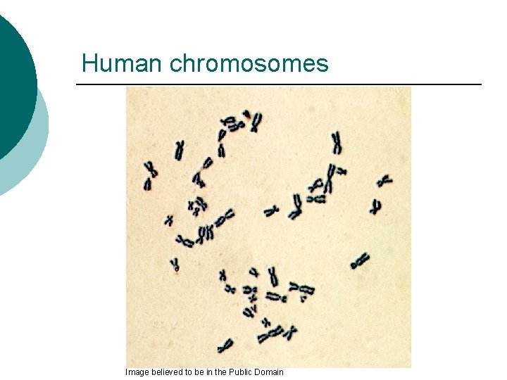 Human chromosomes Image believed to be in the Public Domain 