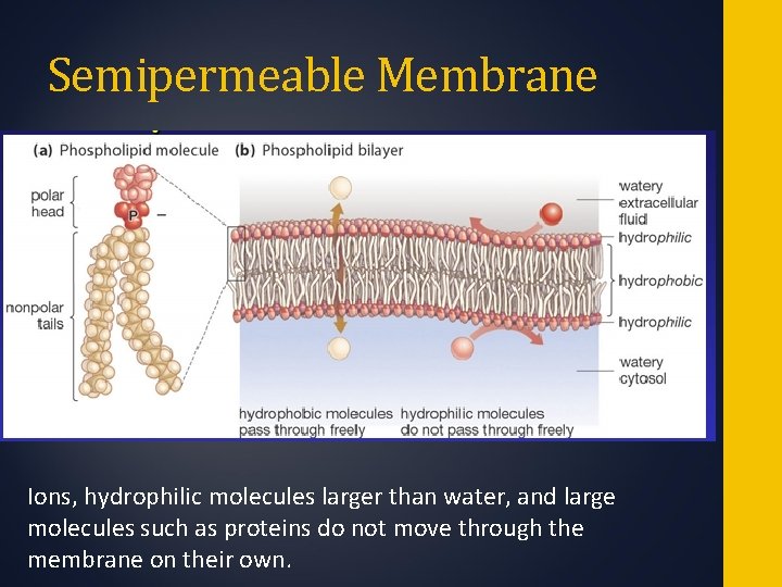 Semipermeable Membrane Ions, hydrophilic molecules larger than water, and large molecules such as proteins