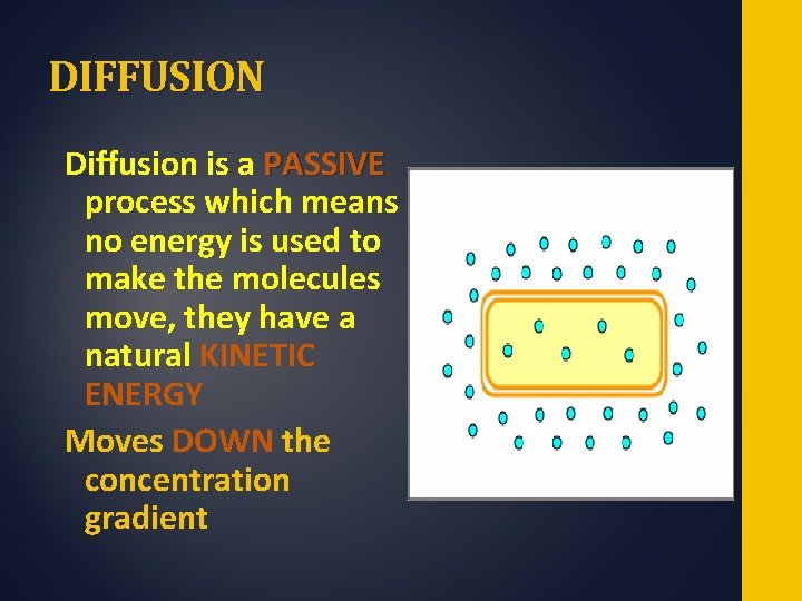 DIFFUSION Diffusion is a PASSIVE process which means no energy is used to make