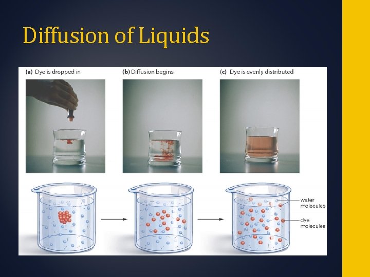 Diffusion of Liquids 