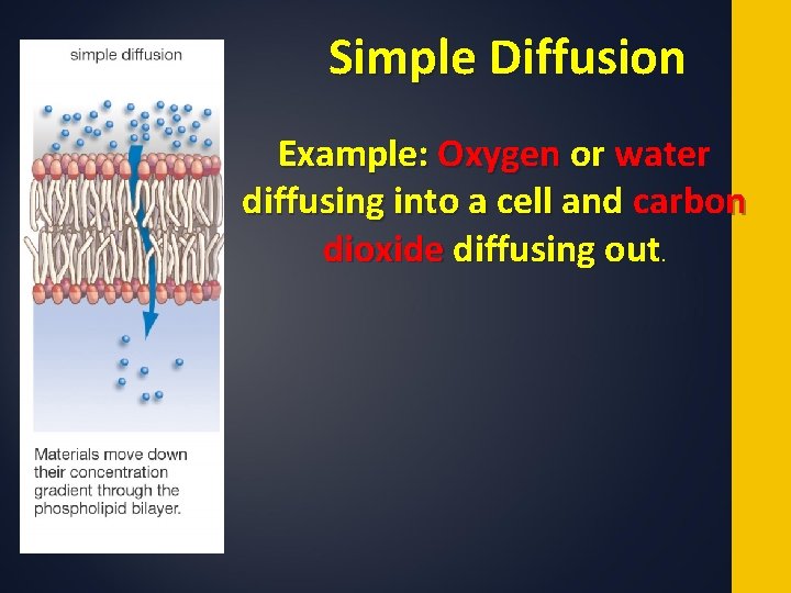 Simple Diffusion Example: Oxygen or water diffusing into a cell and carbon dioxide diffusing