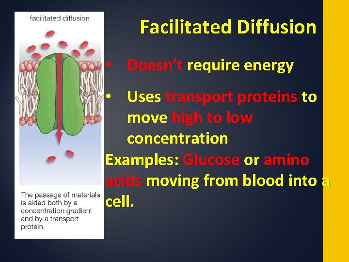 Facilitated Diffusion • Doesn’t require energy • Uses transport proteins to move high to