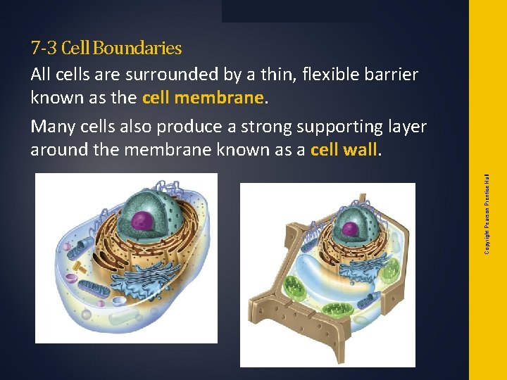 Copyright Pearson Prentice Hall 7 -3 Cell Boundaries All cells are surrounded by a