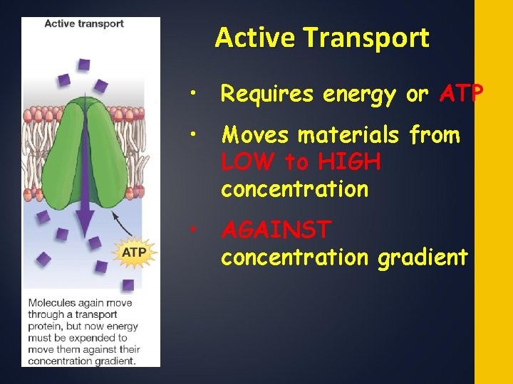 Active Transport • Requires energy or ATP • Moves materials from LOW to HIGH