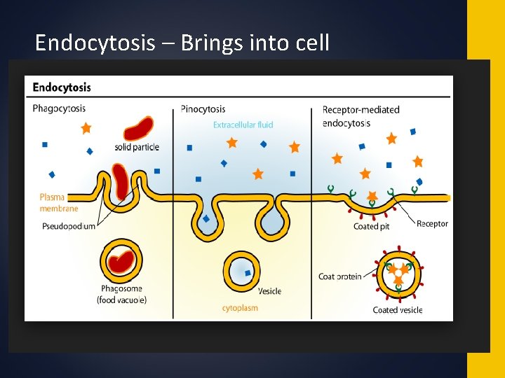 Endocytosis – Brings into cell 