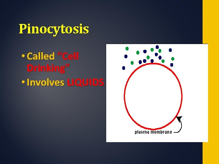 Pinocytosis • Called “Cell Drinking” • Involves LIQUIDS 