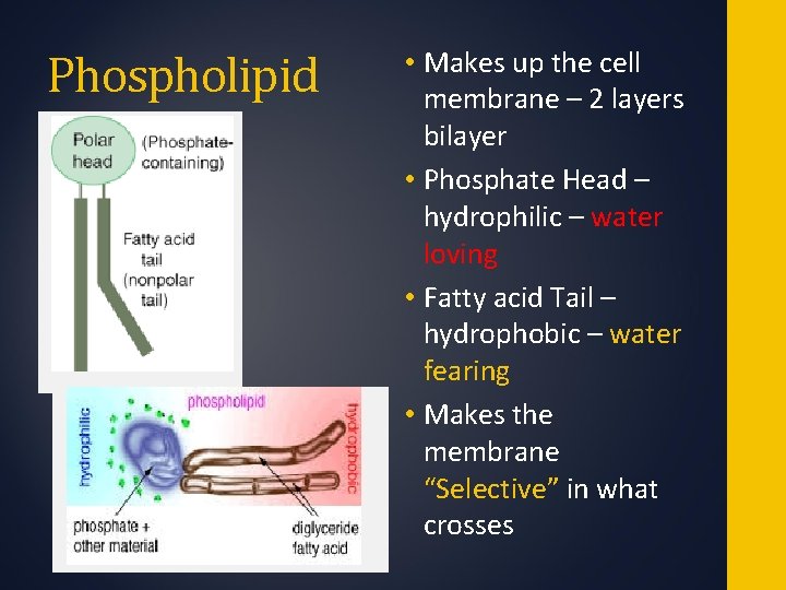 Phospholipid • Makes up the cell membrane – 2 layers bilayer • Phosphate Head