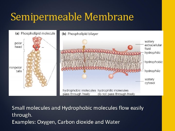 Semipermeable Membrane Small molecules and Hydrophobic molecules flow easily through. Examples: Oxygen, Carbon dioxide