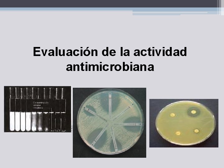 Evaluación de la actividad antimicrobiana 