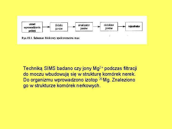 Techniką SIMS badano czy jony Mg 2+ podczas filtracji do moczu wbudowują się w