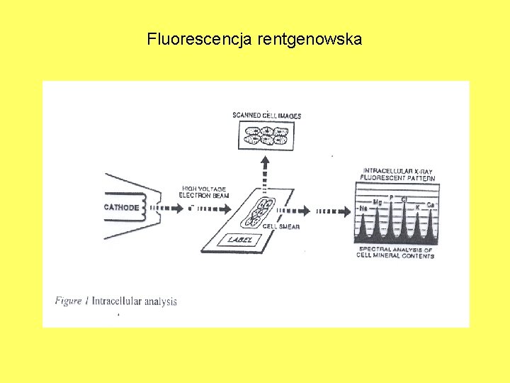 Fluorescencja rentgenowska 