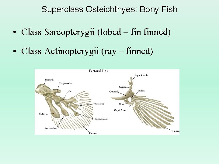 Superclass Osteichthyes: Bony Fish • Class Sarcopterygii (lobed – finned) • Class Actinopterygii (ray