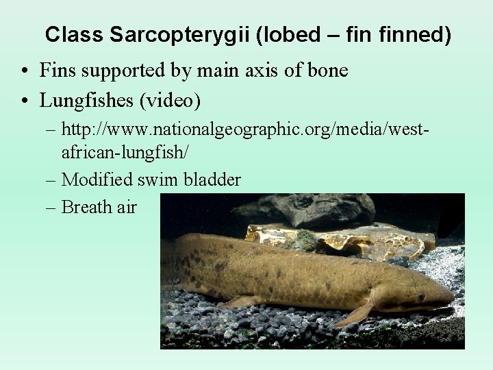 Class Sarcopterygii (lobed – finned) • Fins supported by main axis of bone • Class Sarcopterygii (lobed – finned) • Fins supported by main axis of bone •