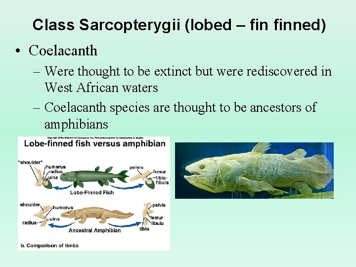 Class Sarcopterygii (lobed – finned) • Coelacanth – Were thought to be extinct but Class Sarcopterygii (lobed – finned) • Coelacanth – Were thought to be extinct but