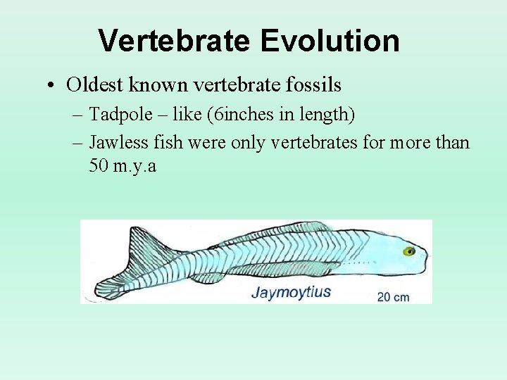 Vertebrate Evolution • Oldest known vertebrate fossils – Tadpole – like (6 inches in