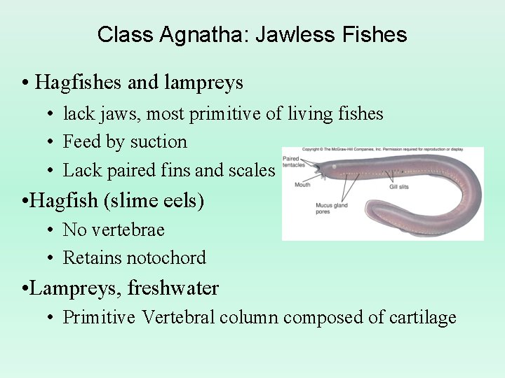 Class Agnatha: Jawless Fishes • Hagfishes and lampreys • lack jaws, most primitive of