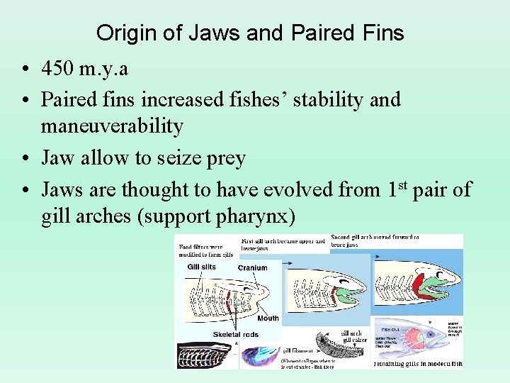 Origin of Jaws and Paired Fins • 450 m. y. a • Paired fins Origin of Jaws and Paired Fins • 450 m. y. a • Paired fins