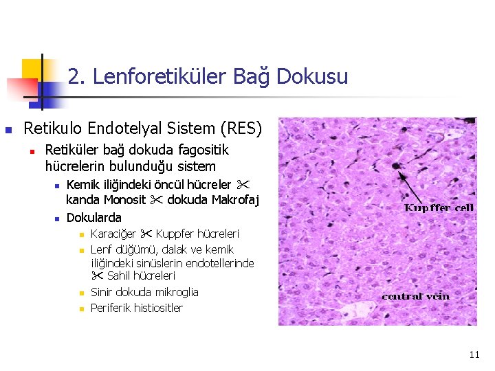 2. Lenforetiküler Bağ Dokusu n Retikulo Endotelyal Sistem (RES) n Retiküler bağ dokuda fagositik