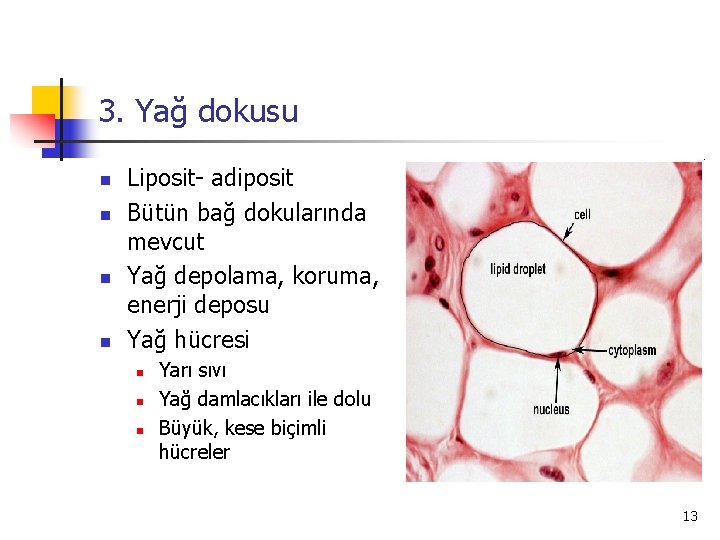 3. Yağ dokusu n n Liposit- adiposit Bütün bağ dokularında mevcut Yağ depolama, koruma,