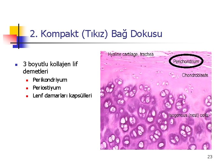 2. Kompakt (Tıkız) Bağ Dokusu n 3 boyutlu kollajen lif demetleri n n n