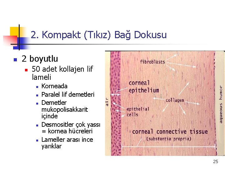 2. Kompakt (Tıkız) Bağ Dokusu n 2 boyutlu n 50 adet kollajen lif lameli