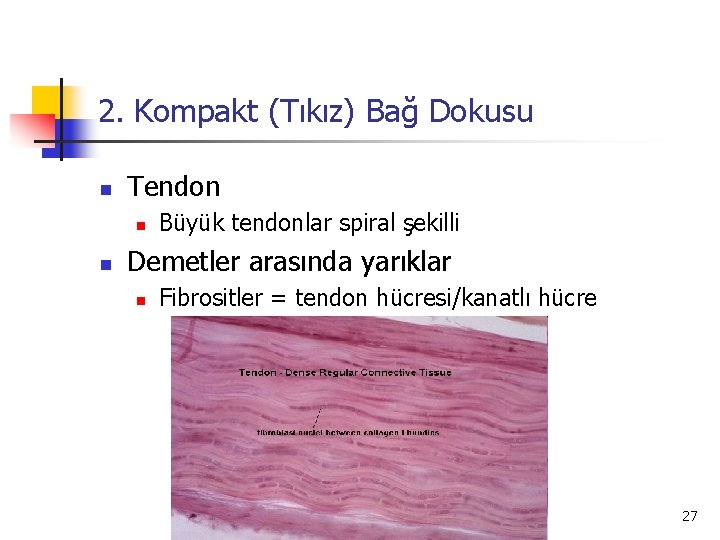 2. Kompakt (Tıkız) Bağ Dokusu n Tendon n n Büyük tendonlar spiral şekilli Demetler